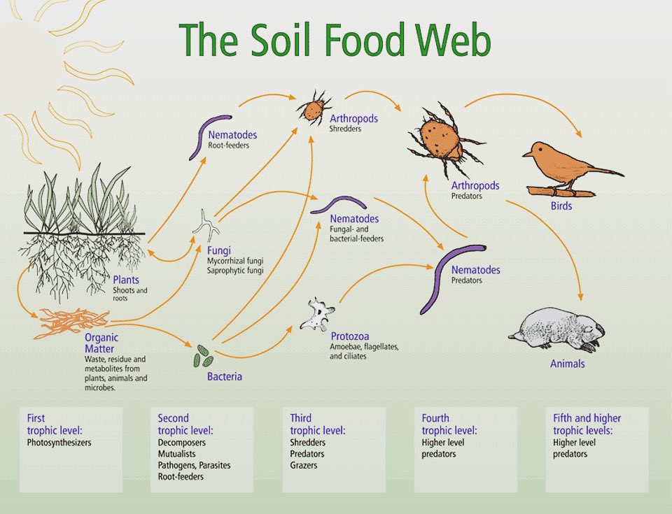 earthalivect's tweet photo. “These microbes interact closely with each other, forming complex networks” https://t.co/miHPdlPhRK #soilfoodweb #soilhealth #livingsoil #soil #regenerativefarming #regenerativesoil #regenerativeagriculture #regenag #cleantech #microbial #microbes #microorganisms #impactinvesting https://t.co/IaxyF5mHor