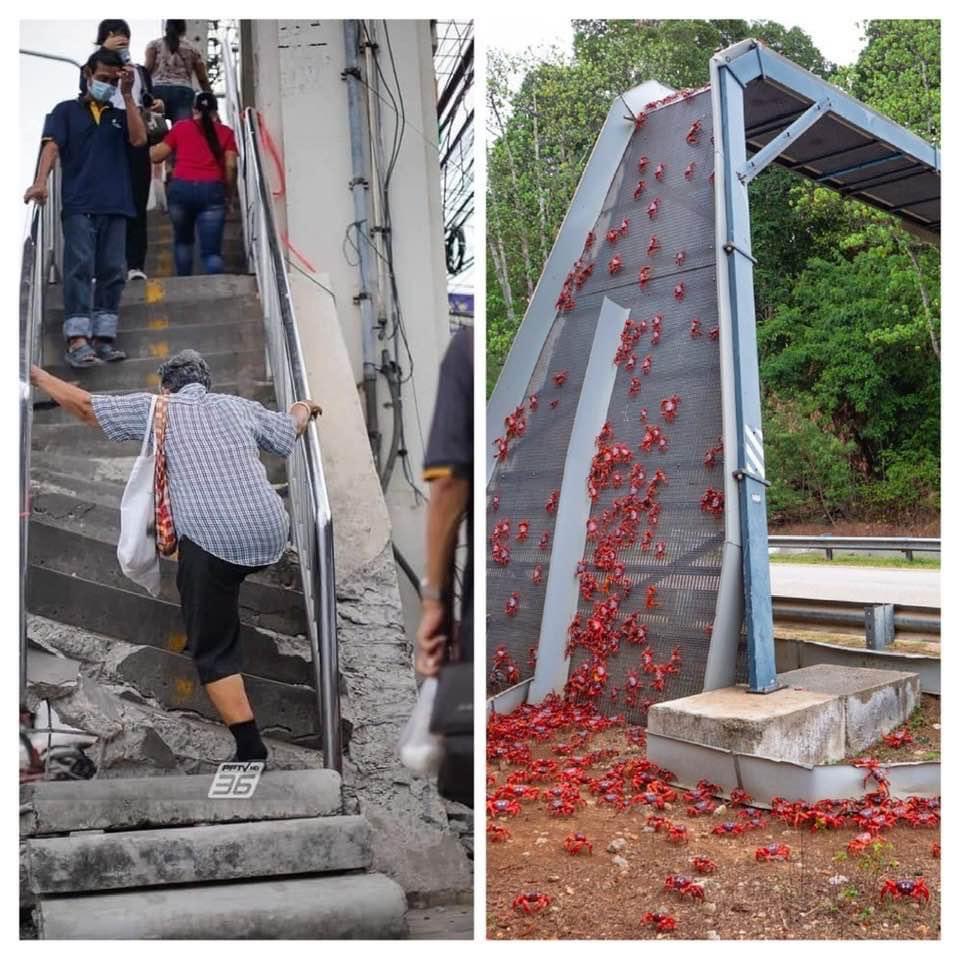สะพานคนข้ามถนนที่ไทย vs สะพานปูไต่ข้ามถนนที่ออสเตรเลีย