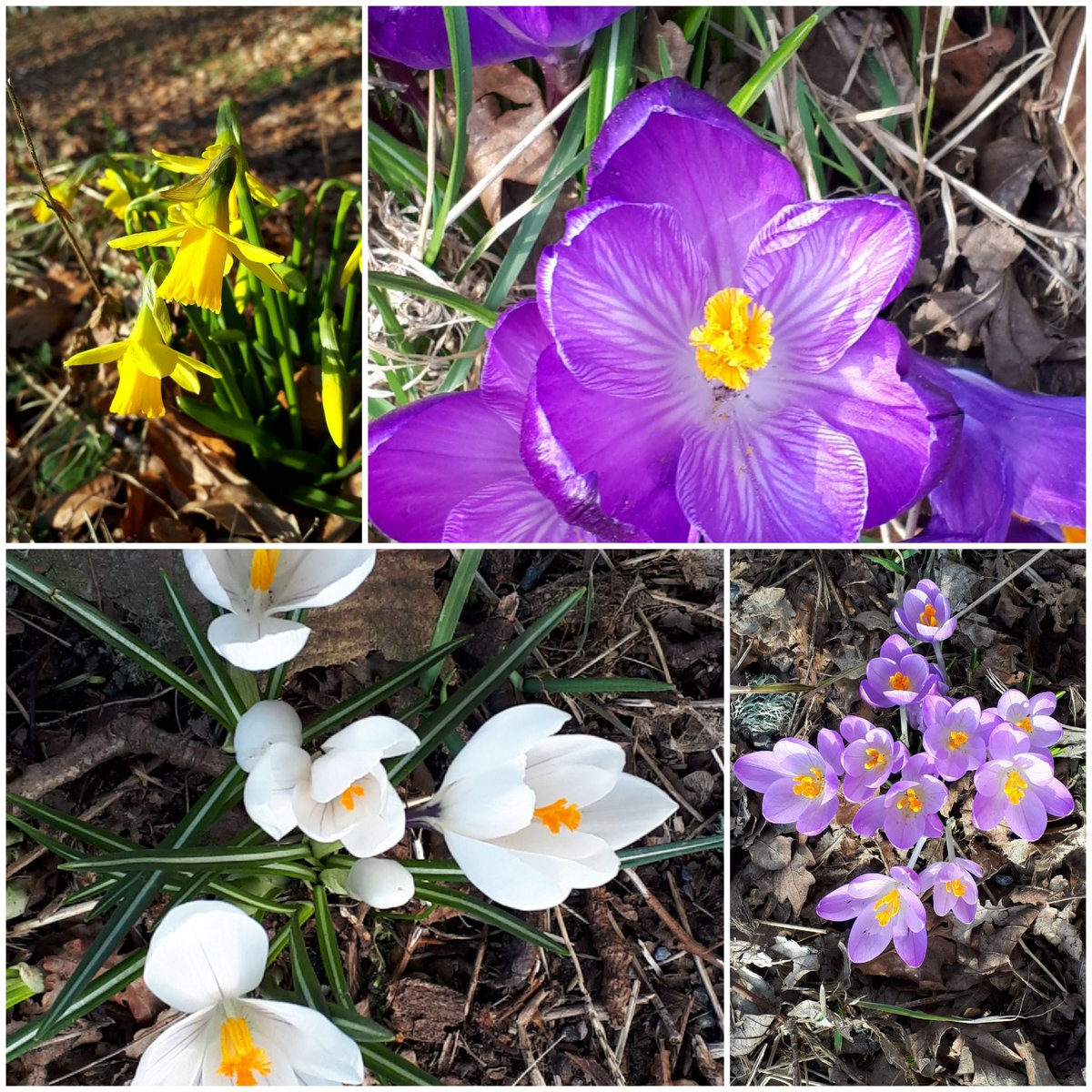 Spring is springing on my #lunchtimewalk