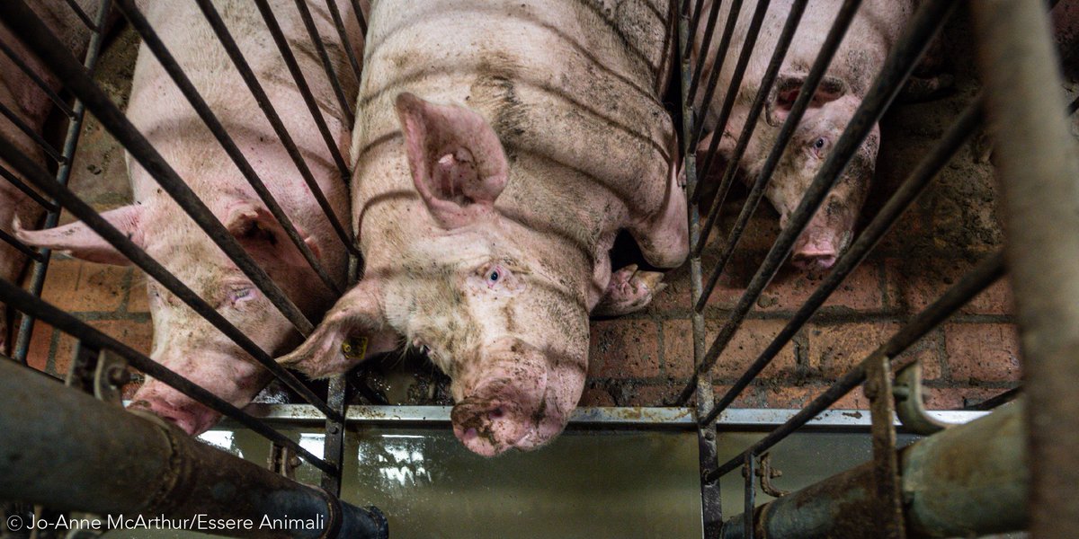 AnimalJustice's tweet photo. Factory farming should be ILLEGAL. RT if you agree. https://t.co/wscRqKVWc3