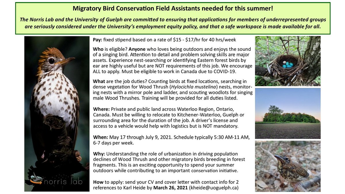 Seeking field assistants to help count birds in the wild and monitor nests of the iconic Wood Thrush. No experience required. 
To apply, send me your CV, cover letter, and info for 2 refs by March 26. Feel free to retweet and share this outside of Twitter.