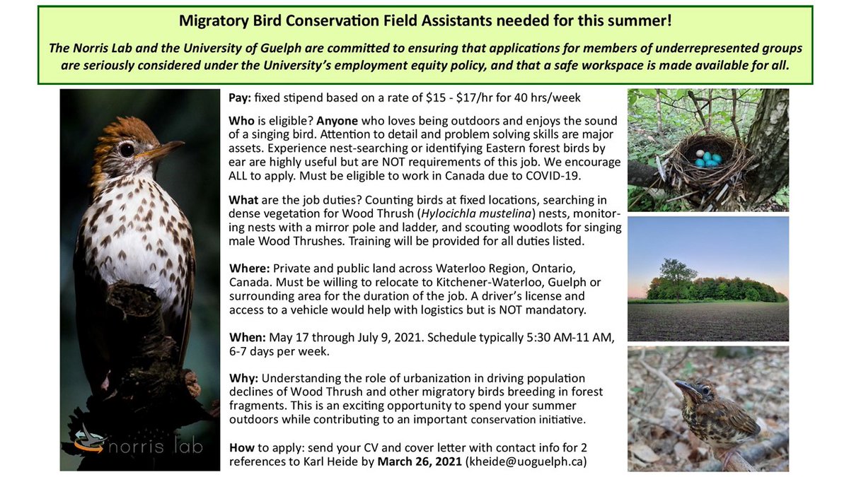 Seeking field assistants to help count birds in the wild and monitor nests of the iconic Wood Thrush. No experience required. To apply, send me your CV, cover letter, and info for 2 refs by March 26. Feel free to retweet and share this outside of Twitter.