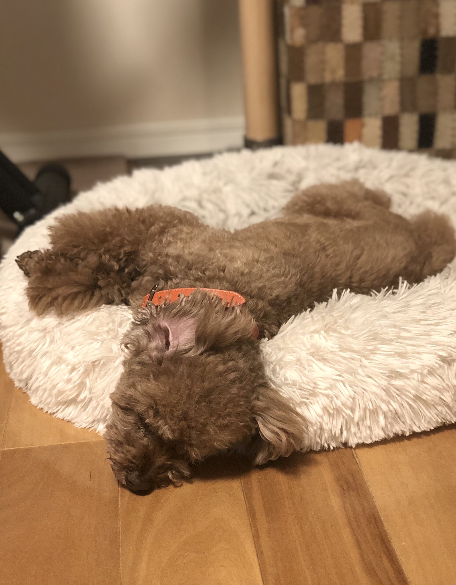 えみ A Twitter 今週もお疲れ様でした 首 私なら絶対寝違えるやつ 犬のいる暮らし 犬 といぷーどる おやすみなさい 寝違えないでね えみ A Twitter 今週もお疲れ様でした 首 私なら絶対寝違えるやつ 犬のいる暮らし 犬 といぷーどる おやすみなさい 寝違えないでね