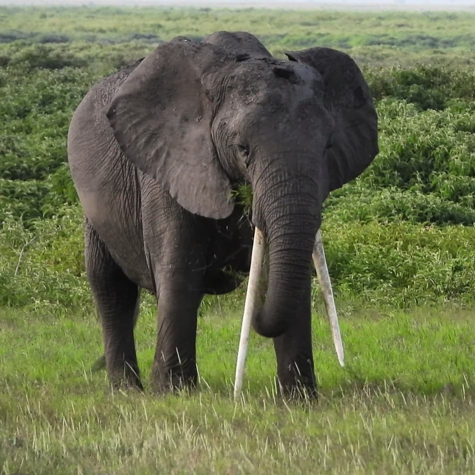 Robtheranger's tweet photo. Tusker #elephant cow
#nowfilming
#zebraplainsmoments
#zebraplainscollection
#zebraplainsamboseli
.
.
.
.
.
#elephantsofinstagram #instaelephant #animalpolis #africanimals #africansafari #kenyansafari #ig_africa #igscwildlife #wildlife_perfection #natgeoy… https://t.co/KArkMFSQUM https://t.co/Ro1BfVu10D