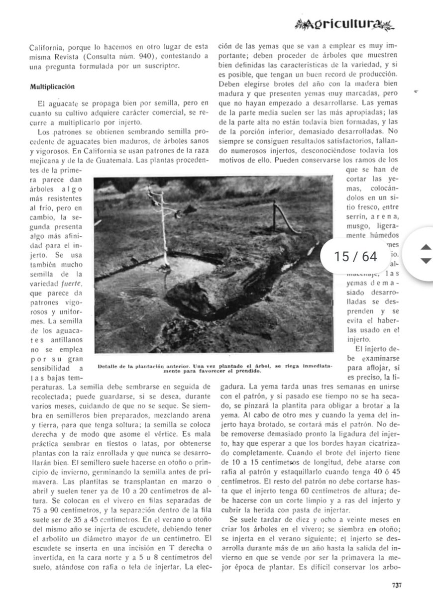 jlopezcol's tweet photo. En 1934 la revista "Agricultura" @edit_agricola ya veía interesantes posibilidades al cultivo del #aguacate en España https://t.co/YttZlCrxnN