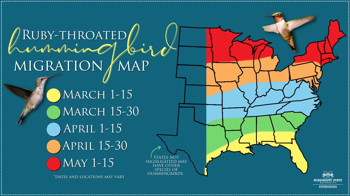 Ruby-throated #hummingbirds will soon be migrating north, so it’s time to prepare for their arrival! 

Provide them with: 
🔅food
🔅water
🔅shelter

Learn how to make nectar for hummingbirds here: ow.ly/ukse50DRhql #ExtensionForRealLife #MSUext
