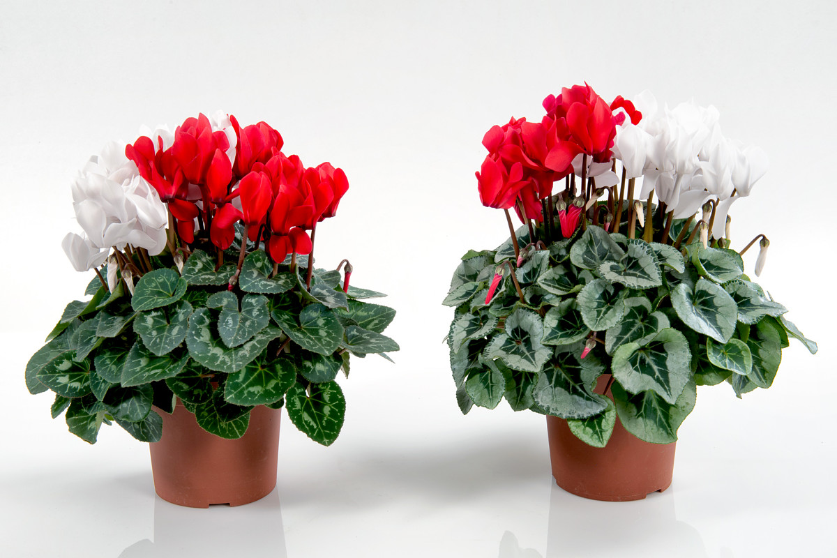 FlowerTrials tweet media