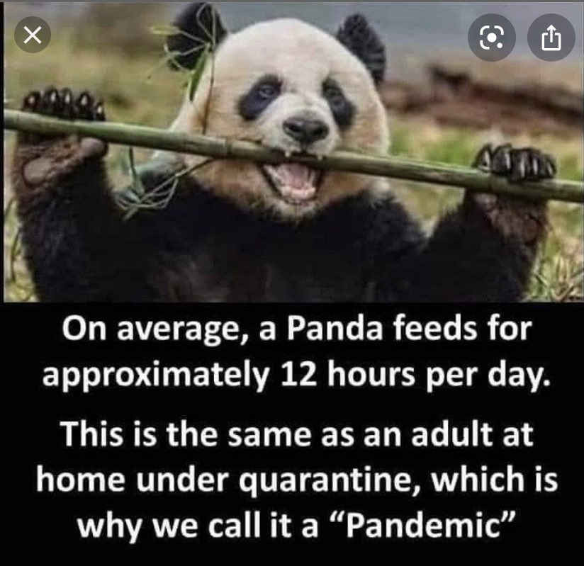 jelenasim_sgowl's tweet image. #ilovepandas    #eatmorebamboos