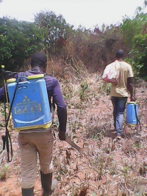 faroverumar's tweet image. Mango farming