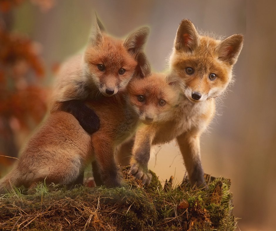 TheMemoryFox's tweet photo. A group of foxes is called a skulk. The term skulk is Scandinavian and means to wait, lurk, or move stealthily. Seems fitting, doesn't it? #FoxFactFriday ๐ฆ https://t.co/l1cgGmgcAl