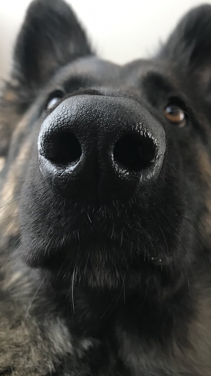 NicNic711's tweet image. Boop! #wetnose #ambereyes #closeup #kissable #GSDxMali #MetPolPup #DogsofTwitter