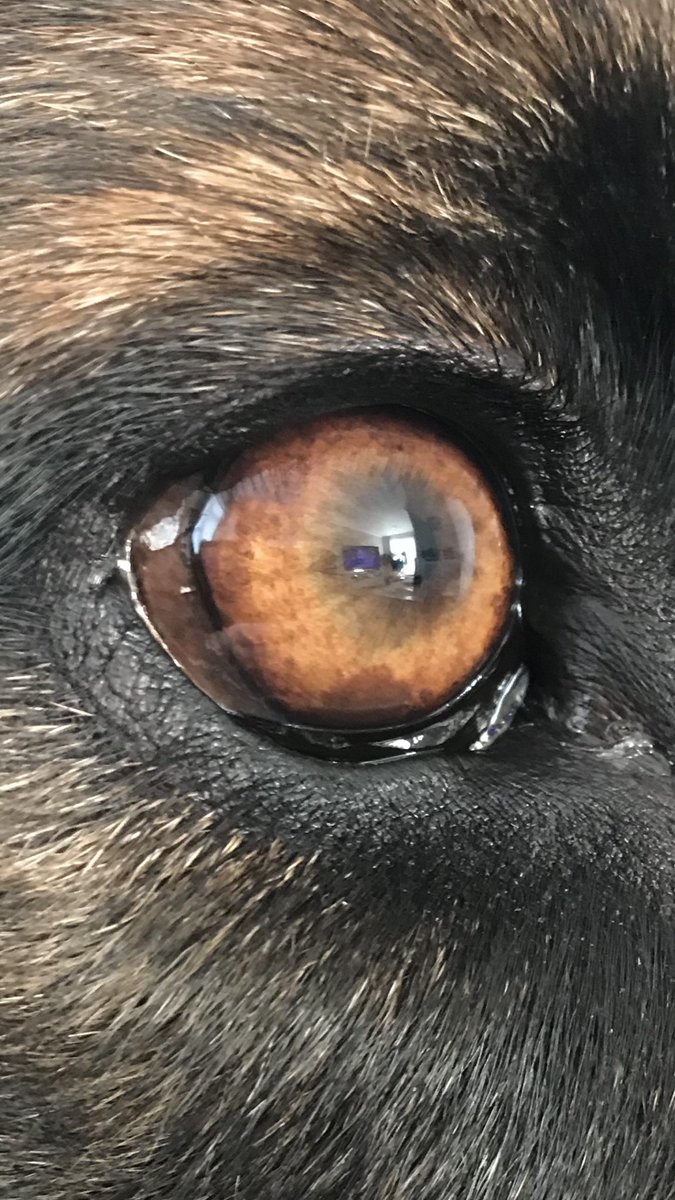 NicNic711's tweet image. Boop! #wetnose #ambereyes #closeup #kissable #GSDxMali #MetPolPup #DogsofTwitter