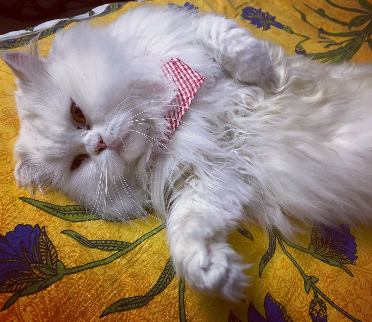 SomeduttaR's tweet photo. Juno baby♥️   #CatsOfTwitter #cats #catsofinstagram #CatsOnTwitter #catsnoirfriday #CatsOfTheQuarantine #catscountdown #catshuisoverleg #catspanel #catsrule https://t.co/MTTvRKELuz