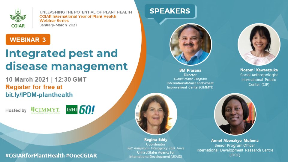 Managing crop pests and transboundary diseases is a crucial step in protecting #planthealth 🌱.

Gain access to interdisciplinary insights on March 10 as <a href="/CIMMYT/">CIMMYT</a> <a href="/IRRI/">IRRI 🌾</a> convene experts in webinar 3 of the #CGIARforPlantHealth series. 

Free slots via:
👉🏽 bit.ly/IPDM-plantheal…