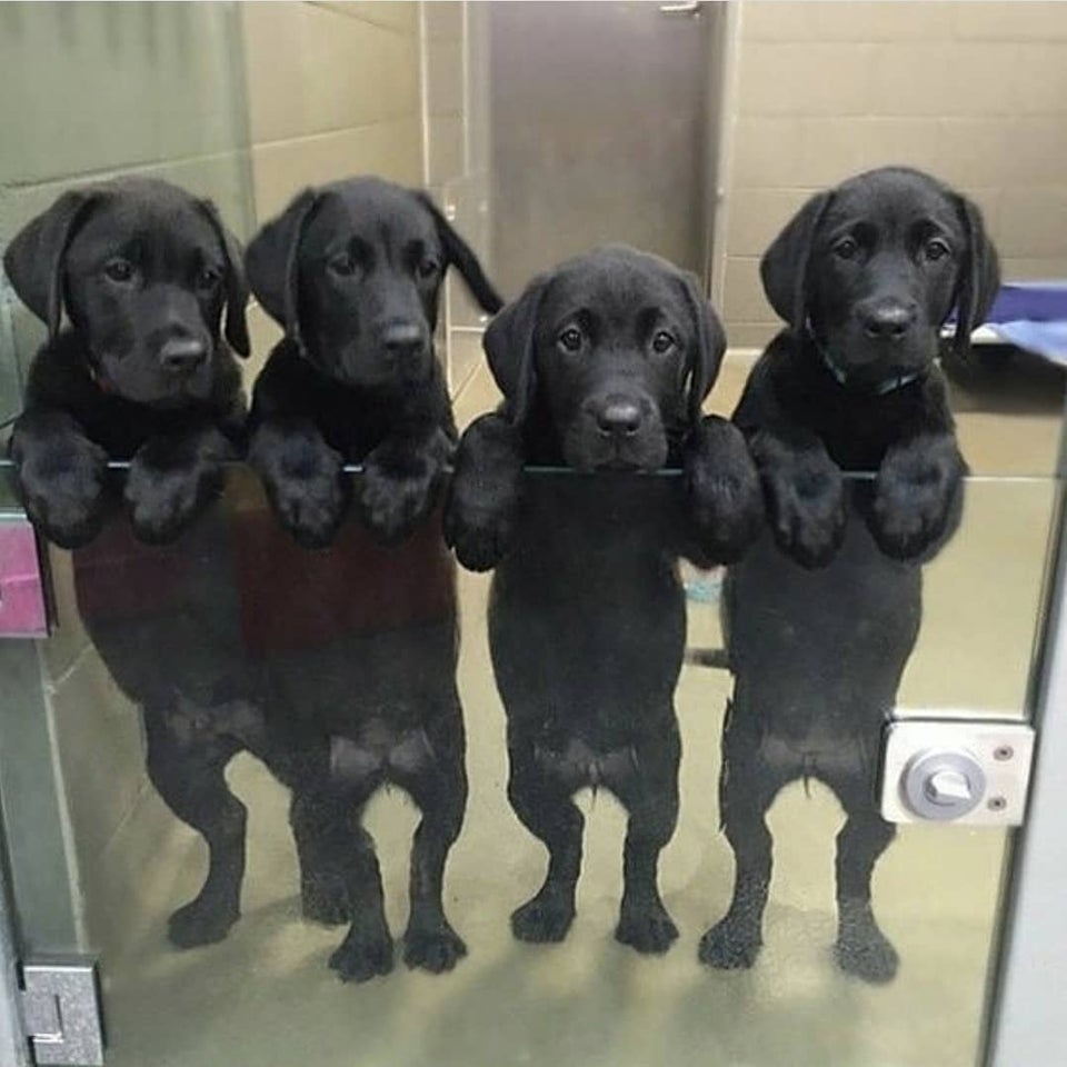 KaitlynKristyP1's tweet photo. Cuteness overload😍

#labrador #labpuppy #blacklab #blacklabsquad #dogsofinstagram #dogsofinsta #dogsofiowa #talesofalabpuppy #talesofalab #labsofinsta #labs_of_insta #labradoroftheday #labradorlife #worldoflabs #blacklab #dogsoftheday #blacklabsmatter #greatlab https://t.co/UGdiQuVSyQ