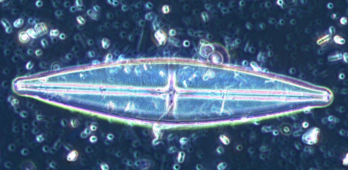 There's only one correct answer to this #PalaeoCup question: #diatoms of course!
#teamdiatom