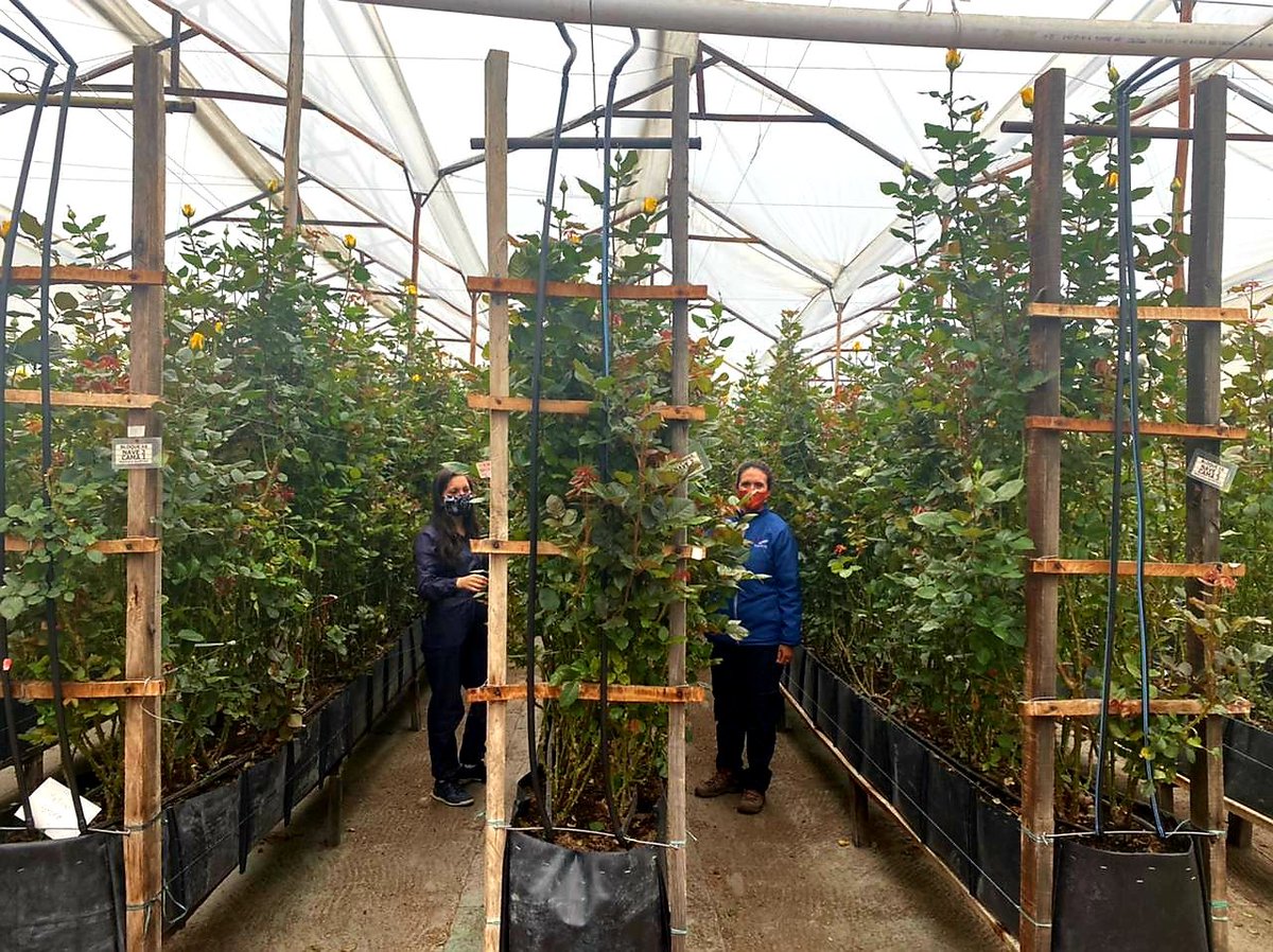 Friday at the farm...look at the height of the roses 🌱🚜💐 #BringHomeFlowers