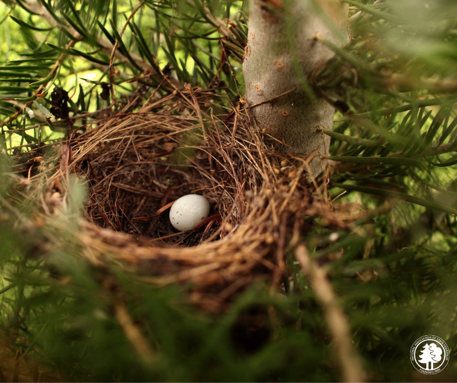 Have an egg-cellent #Friday 🥚🐣
Did you know #forests are home to 80% of the world’s terrestrial animal, plant, and insect species while only covering about 30% of Earth’s surface?