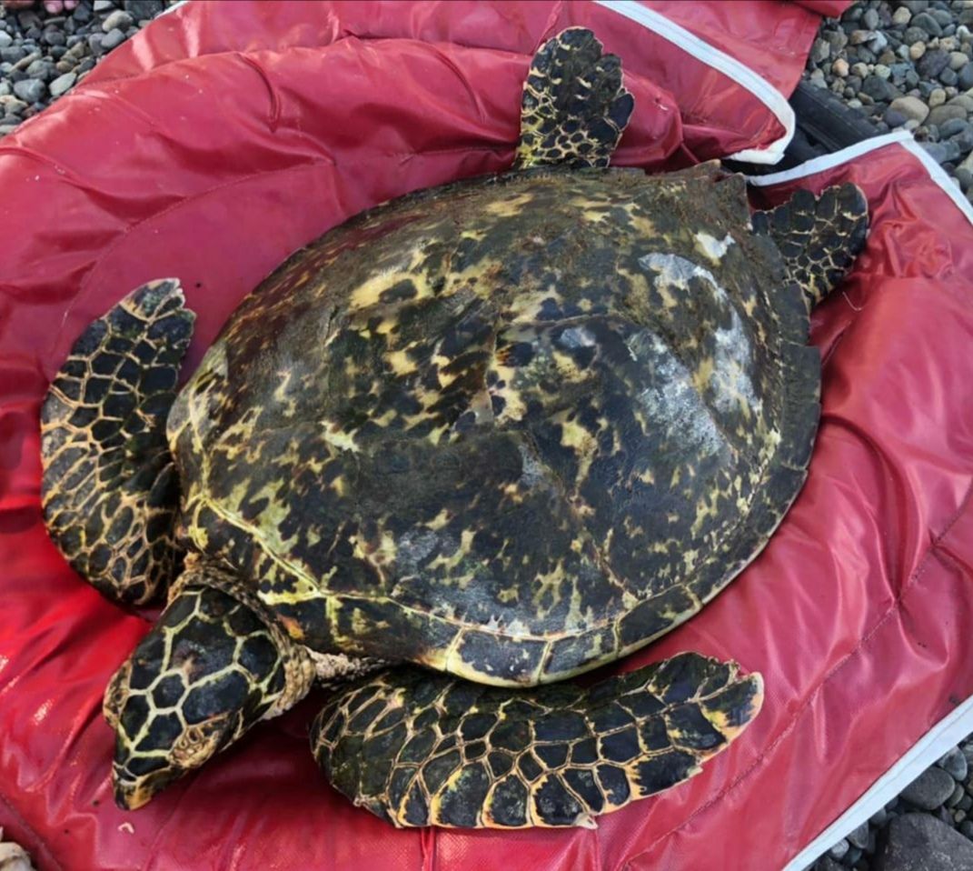 WIDECAST1's tweet photo. Look at this beautiful juvenile hawksbill that the team caught yesterday at our in water project!

Data was collected before it was safely released back into the ocean.

#seaturtleconservation #seaturtle #osainwater #golfodulce #hawksbillturtle #volunteer https://t.co/D3qRZL8yMS