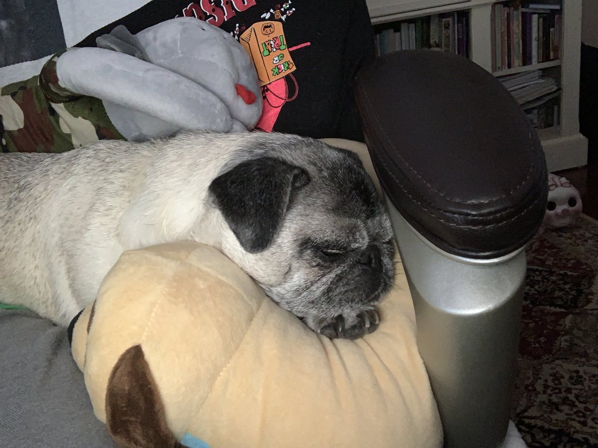 What’s better than one #favoritepillow? TWO!! @pillow_dog #snoring #love #healing #rescuedog #recovery #tired #restoringhealth #pugs #helping #pillows #puglove #pugnation #pug #pugsoftwitter #content #sleeping #puglife #precious #donotdisturb #thankyou @aerc_fort_pierce #vcapets