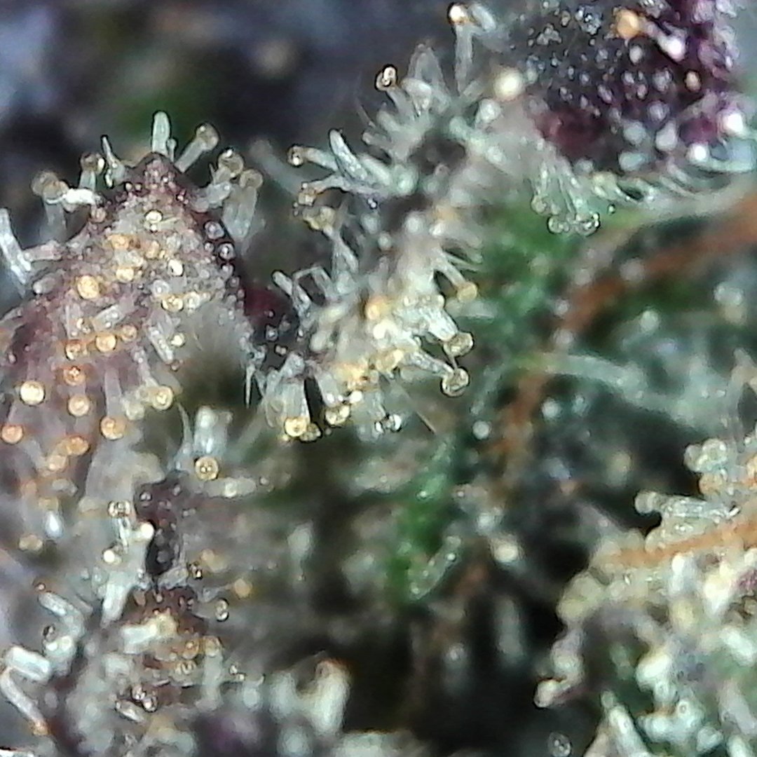 BlackDogLED's tweet photo. We’re getting real close to the frost this #Friday! Hope all you growers have a great weekend!
#BlackDogLED https://t.co/L6CfMm1G2c