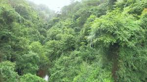 1830 March 10, 1966

Sgt. Bennie Adkins and his small group take off into the jungle, headed to the Laotian border.  Sergeant Jimmy Taylor died soon thereafter.

#BattleofAShauRealTime