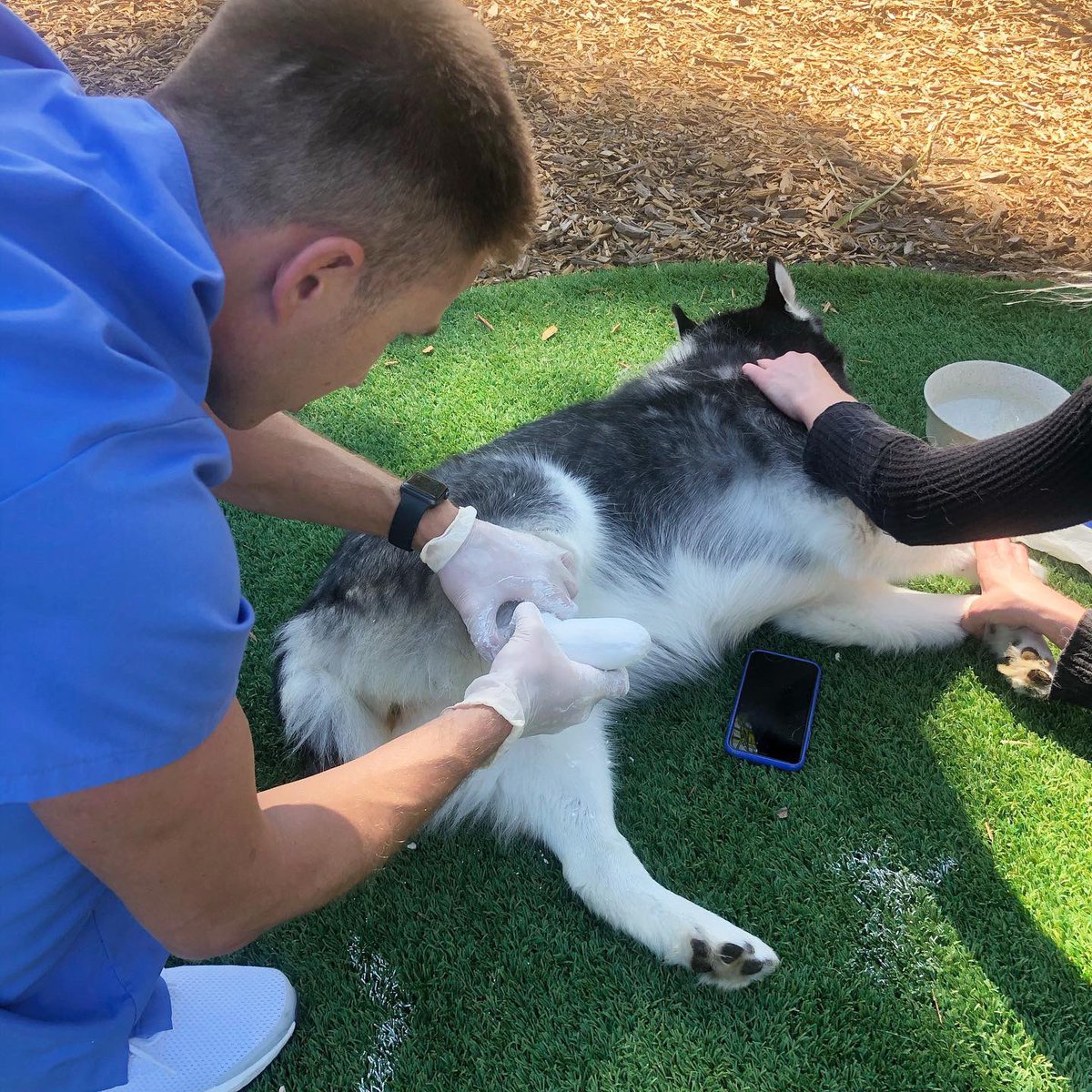 IIOPtampa's tweet photo. Meet our furry friend &amp; newest IIOP patient 🐶✨
.
.
.
.
.
.
.
.
.
.
.
.
#Orthotics #Prosthetics #IIOP #Veterans #Amputees #AdaptiveSports #TampaOrthotics #OPMastersProgram #InternationalInstituteofOP #RecreationalTherapy #TampaFL https://t.co/cm3GRUm2Yq