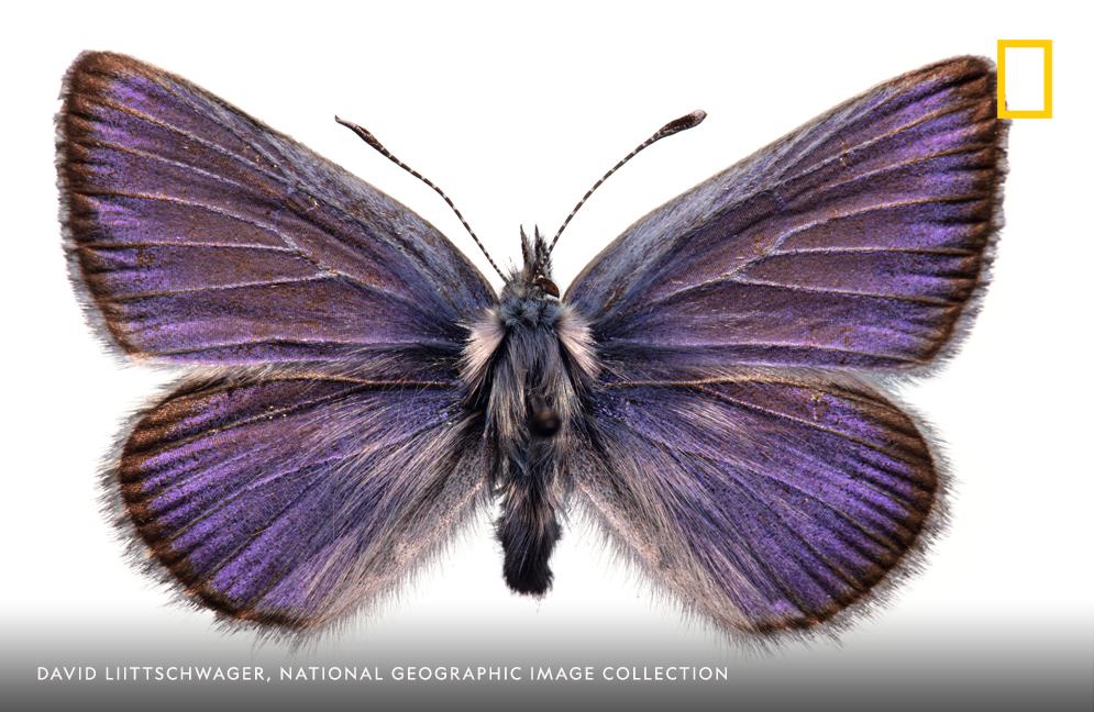 We interrupt your timeline for this bright portrait of a Xerces blue butterfly. Happy Friday!