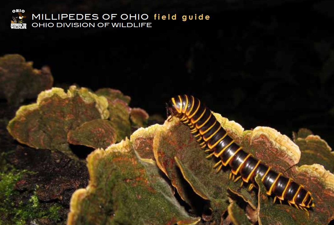 OhioDivWildlife's tweet image. 📌 NEW FIELD GUIDE: Millipedes of Ohio
ow.ly/hXgA50DReUn
Download all of our wildlife Field Guides: ow.ly/nUyo50DR3YF #wildohio