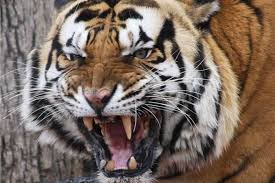 0430 March 12, 1966

Sgt. Bennie Adkins and his group begin to hear noises that are not NVA. An Indochinese tiger is drawn to them by the smell of their blood and crud. 

#BattleofAShauRealTime