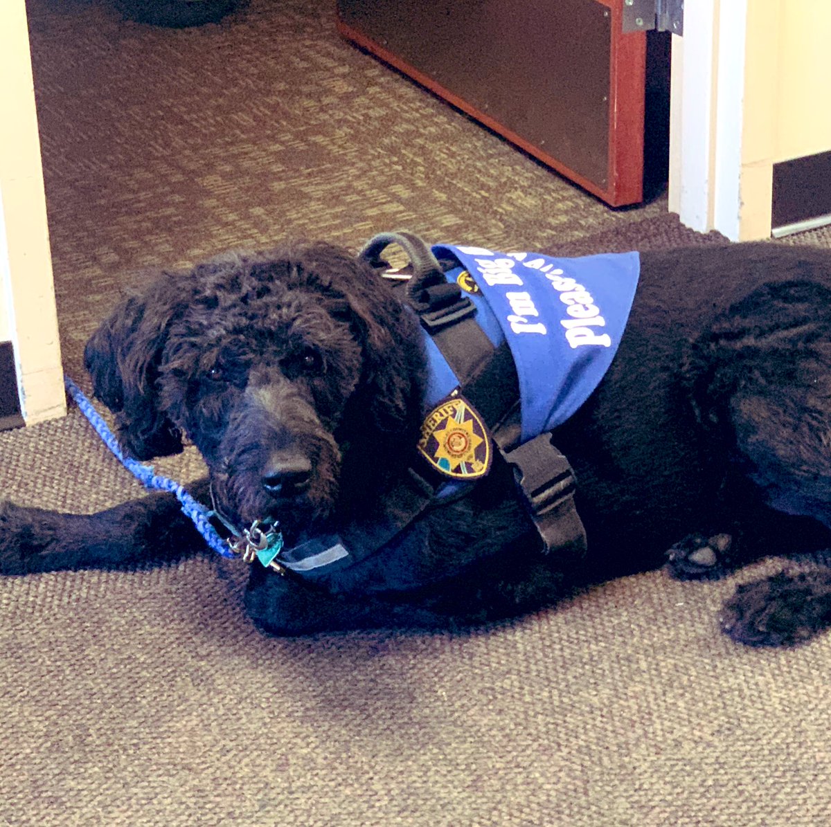 hkluthDCSO's tweet photo. It’s not hard to see the evidence of where my breakfast went! #Fergus #therapydog I’ll forgive him considering all the good he does here ❤️ https://t.co/EL5aQSRhDG