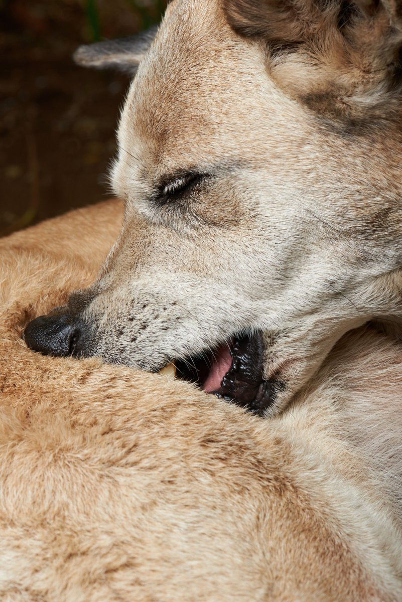 PetGuild's tweet photo. Our results showed that itch severity in dogs with canine atopic dermatitis was associated with more frequent problem behavior. - Dr. Naomi Harvey on possible links between itchy skin, stress and canine behavior. Now on the BARKS blog: https://t.co/HIQUEkFuvW #dogs #dogbehavior https://t.co/PLte5k9oPh