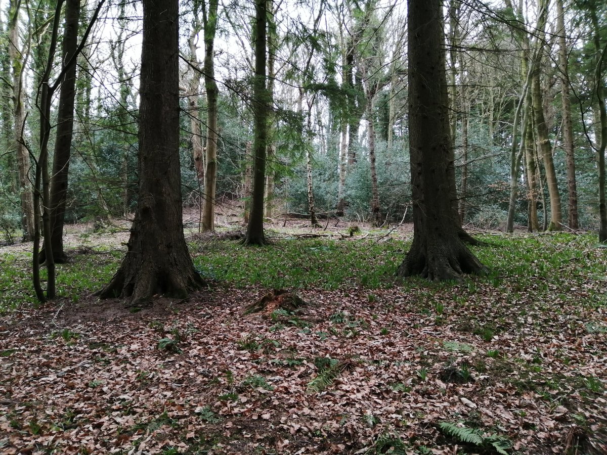 AMcKT's tweet photo. Hoping in the next few weeks this walk will be carpeted in bluebells 🤞#northop #sychdyn https://t.co/OdI37FCvym