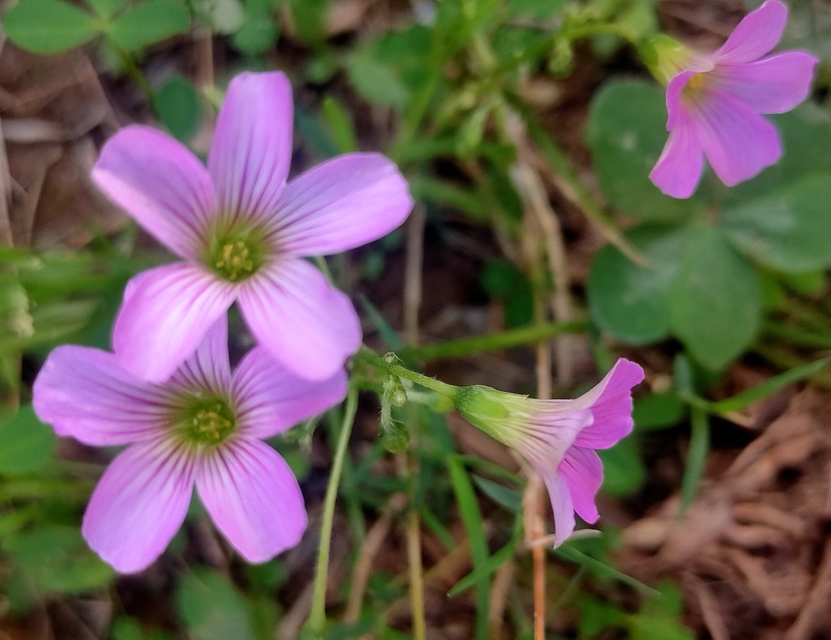 Kirti_Pandita's tweet photo. #Oxalisarticulata
#Pinkoxalis
#Pinkwoodsorrel 🌸🌸
#Randomclick
#oxalis https://t.co/uKOP8eFWAB