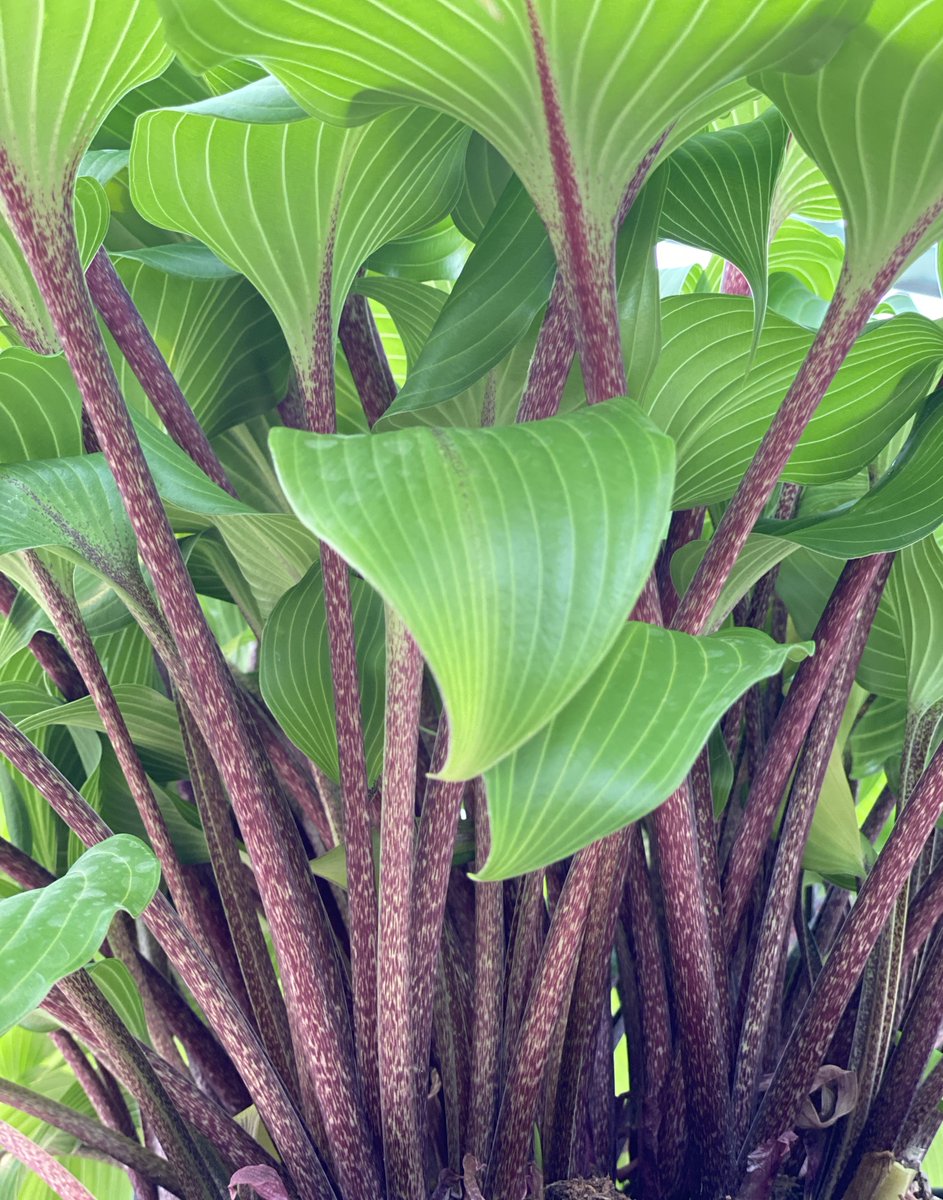 SiennaHosta's tweet photo. Looking forward to this stunning variety this season. Hosta 'One Man's Treasure' has the most amazing purple stems. Lovely! ๐ #Hostas #hosta #SiennaHosta #purplestems #OneMansTreasure #FridayFeeling #FridayVibes #SpringIsComing https://t.co/Nf9GNvR9WQ