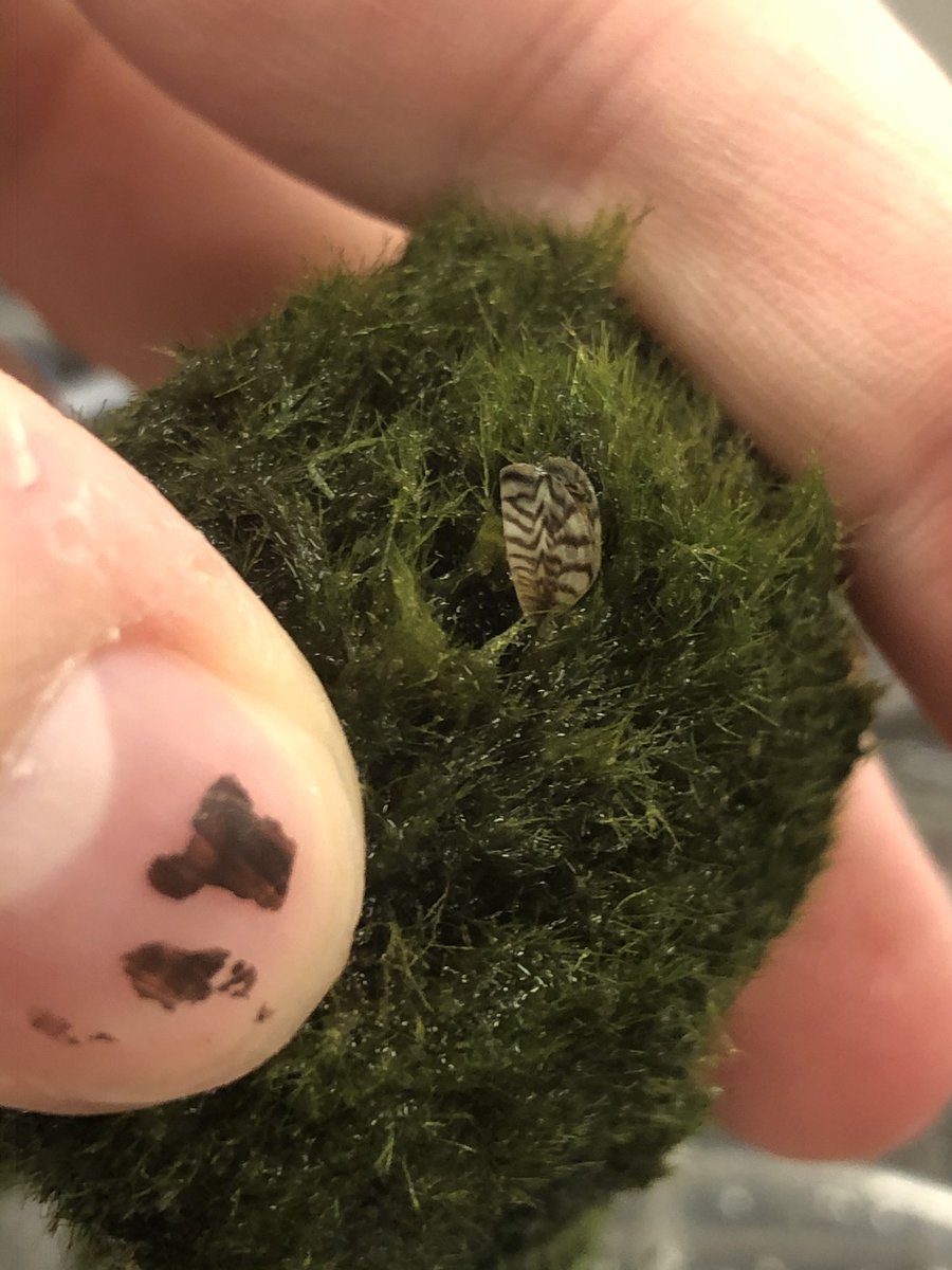 NCWildlife's tweet photo. @NCWildlife warns anyone who has recently purchased aquarium moss balls that they may contain an invasive species of mussel called the zebra mussel and should be carefully discarded immediately.

More information, including proper disposal techniques, at: https://t.co/Rzy5uPAweL https://t.co/c8bPAfcTSF