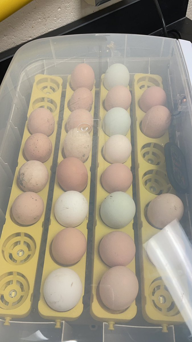 Wish us luck as we are attempting to hatch our first batch of chicken eggs!@FCCollegeCareer <a href="/DrJoshLowe/">Dr. Josh Lowe</a> <a href="/ForsythCHS/">Forsyth Central HS</a> <a href="/MrsCMacAllaster/">Carrie MacAllaster</a>