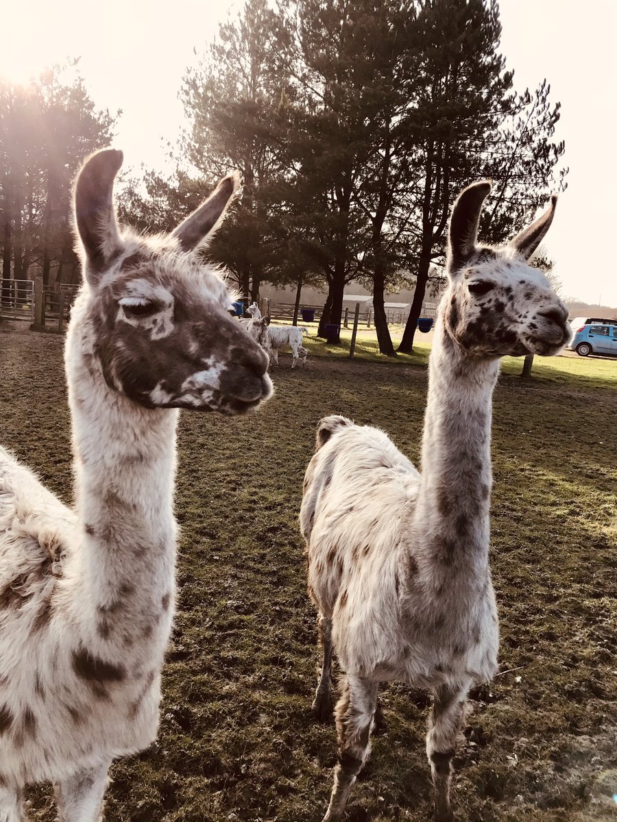 Happy #Friday to you all, stay #safe this #weekend. 😷🦙❤️ #llamapark #Ashdownforest #familydayout #daysout #sussex #llamawalks #feedingtheanimals #playarea #walks #llamas #alpacas #donkeys #sheep #pigs #goats #reindeer #birds #ponies #cafe #giftshop #fashionshop #restaurant