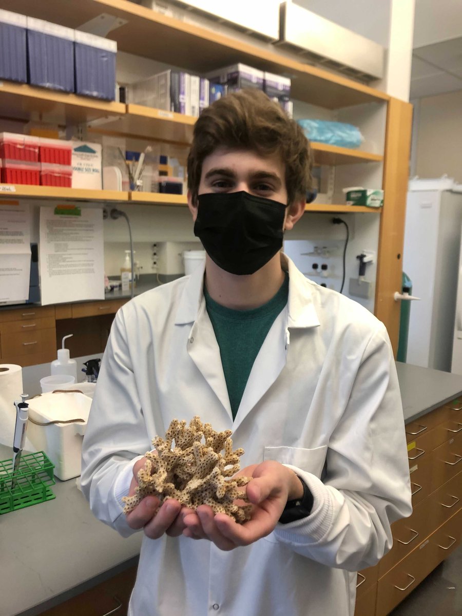 CastilloCorals's tweet photo. We've got two new #undergrad students in the Castillo Lab, Troye and Lexie! They're helping out with @JessMcCoppin's honors thesis project investigating color analysis methods for quantification of coral bleaching. So happy to have them join the team! @unc_masc https://t.co/wlTHzAAOjr