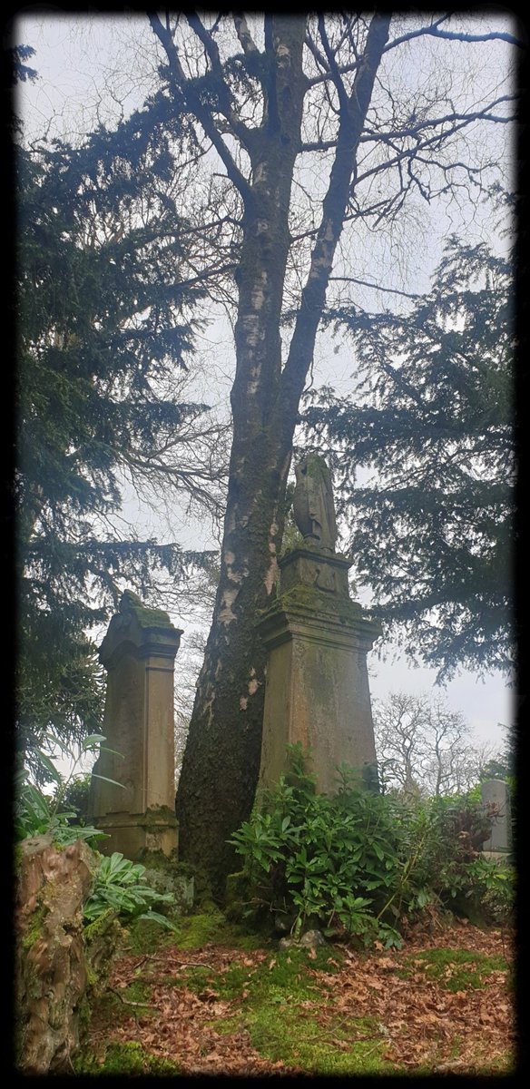 TheCemetress's tweet photo. Met a right Mossy Birch today!
😂🌲⚰✌🏽🖤
#TodaysWalk
#MyFavePlace
#CemeteryTree
#GravestoneOfTheDay 
#Mossome 
#LadyGraveyard https://t.co/7kjGpa2l9h