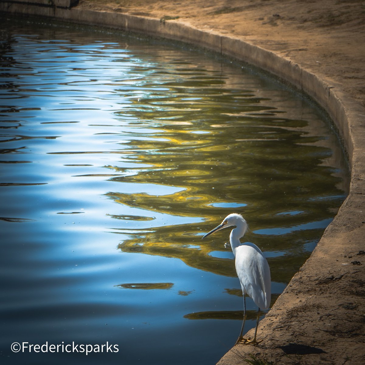 Frederick_spark's tweet photo. We need to protect nature its just so beautiful. 
#nature #birdsphotography
#water
@NatGeoPhotos https://t.co/F4OYeTAKev