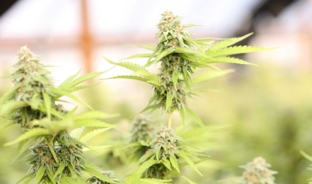 cannabisstack's tweet image. These States Could Legalize Cannabis Next in 2021 &amp;gt;&amp;gt;&amp;gt; bit.ly/3uWU0Me
#cannabisnews #cannabisindustry #cannabis #CBD #hemp