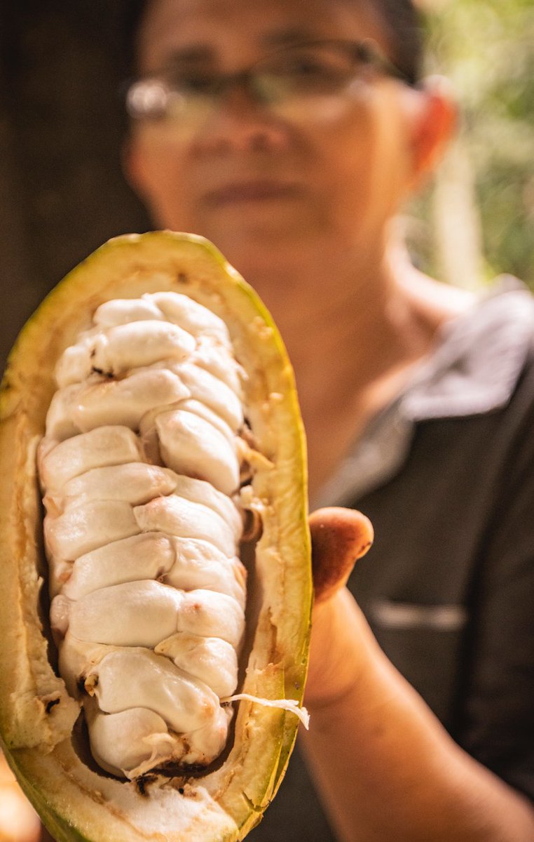 When Ernesto Pantua took over management of his family’s farm in the 1980s, he was faced with the challenge of low prices for cocoa in the Philippines. read more on IG  #philippines #organic #biodynamic #agriculture #farm⁠