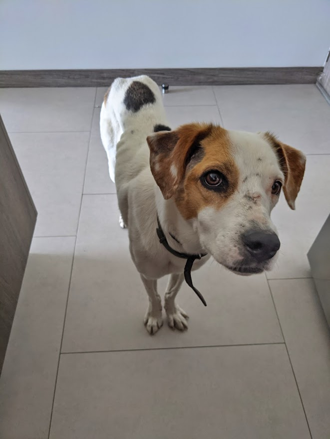 osolano07's tweet photo. Estoy buscándole casa a esta perrita de 3 años. Es muy cariñosa PERO se lleva pleito con mi perra de 12 años y hay que tenerlas separadas (y a veces alguien en mi casa se descuida y se agarran y alguna termina en el vet).

Estoy dispuesto a pagarle la comida y las vacunas anuales https://t.co/jFkuyIFOnu