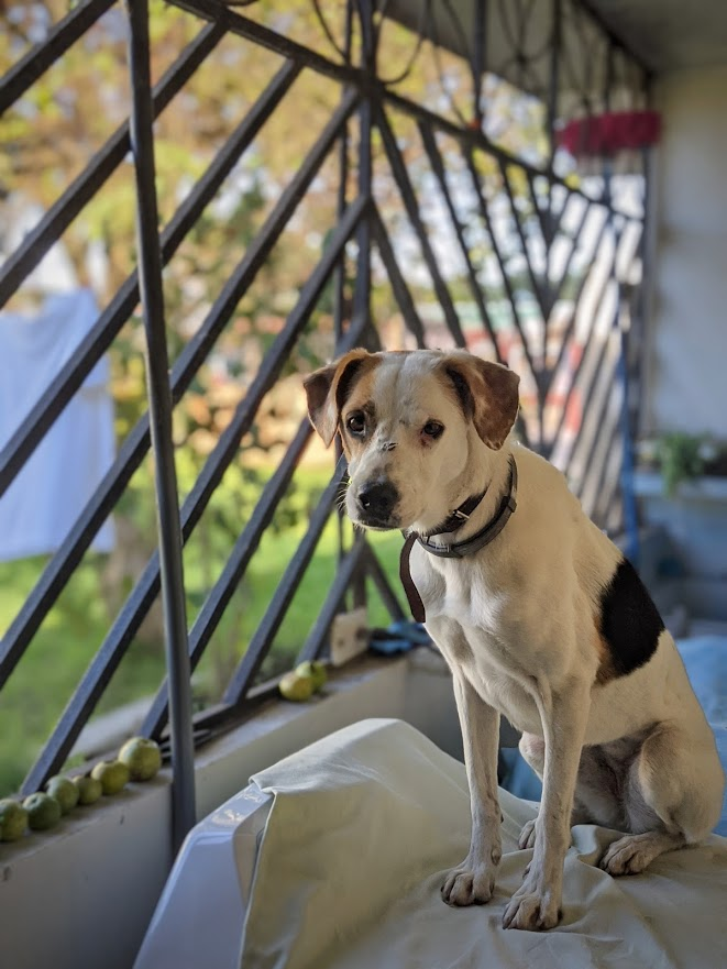osolano07's tweet photo. Estoy buscándole casa a esta perrita de 3 años. Es muy cariñosa PERO se lleva pleito con mi perra de 12 años y hay que tenerlas separadas (y a veces alguien en mi casa se descuida y se agarran y alguna termina en el vet).

Estoy dispuesto a pagarle la comida y las vacunas anuales https://t.co/jFkuyIFOnu