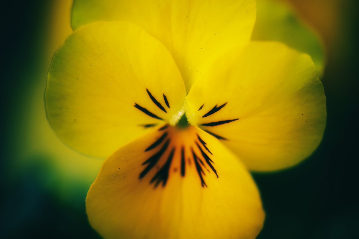 Ich bin gelb. / I am yellow. #naturephotograpahy #quhl5