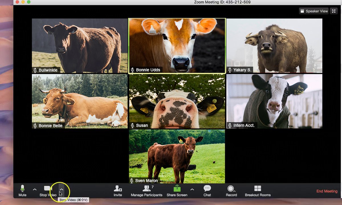 There's always one coworker who can't figure out the camera. Back up, Susan! #ZoomCows 

#cheeselover #cheese #ilovecheese #thebigcheese #agedcheddar #curdnerd