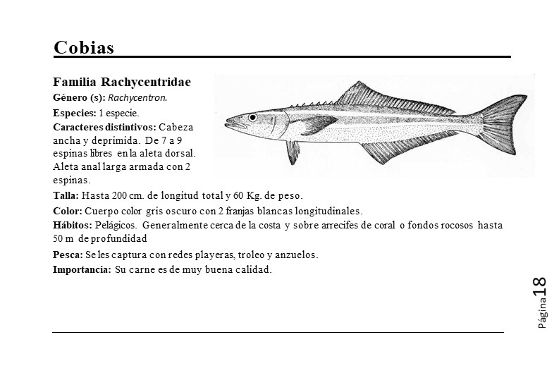 Agapae's tweet photo. Peces Marinos de Venezuela. https://t.co/QdxGXx3jz0