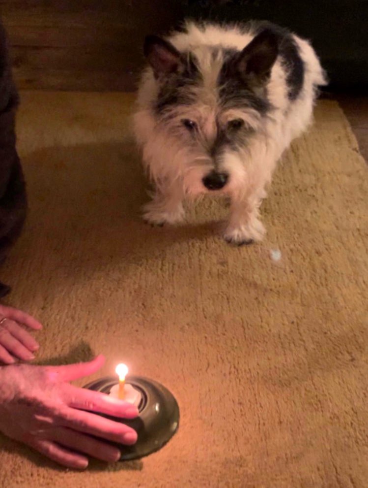 PuzzleEno's tweet photo. Puzzle is 17 today. Happy birthday darling friend. You may be deaf and blind but your character and personality grow from day to day. https://t.co/wxD7cAPUOK