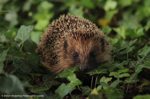 Strimming can cause terrible injuries to hedgehogs, which won't run away from the sound of a strimmer or mower. Please check carefully before strimming - and better, ease up on 'neat &amp; tidy' to give wildlife a chance.
